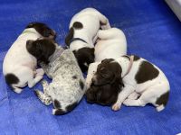German Shorthaired Pointer Puppies for sale in Columbia, TN 38401, USA. price: NA