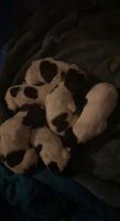 German Shorthaired Pointer Puppies for sale in Ruffs Dale, PA 15639, USA. price: NA