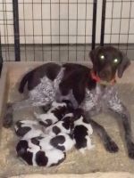 German Shorthaired Pointer Puppies for sale in Smith Center, KS 66967, USA. price: NA