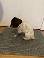 German Shorthaired Pointer Puppies for sale in North Syracuse, NY, USA. price: NA