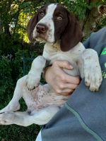 German Shorthaired Pointer Puppies for sale in Hewitt, MN, USA. price: NA