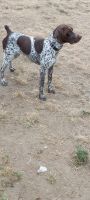 German Shorthaired Pointer Puppies for sale in Bonney Lake, WA 98391, USA. price: NA