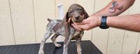 German Shorthaired Pointer Puppies for sale in Cottonwood, CA 96022, USA. price: NA