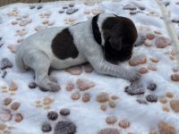 German Shorthaired Pointer Puppies for sale in Simpsonville, SC, USA. price: NA