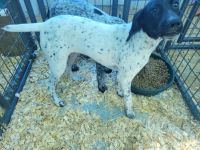 German Shorthaired Pointer Puppies for sale in Kanawha, IA 50447, USA. price: NA