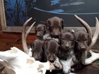 German Shorthaired Pointer Puppies for sale in Morrill, KS 66515, USA. price: NA
