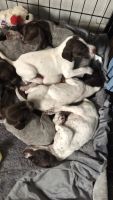 German Shorthaired Pointer Puppies for sale in Visalia, CA, USA. price: NA