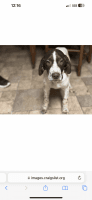 German Shorthaired Pointer Puppies for sale in Renton, WA, USA. price: NA