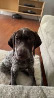 German Shorthaired Pointer Puppies for sale in Torrance, CA, USA. price: NA