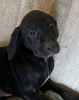 German Shorthaired Pointer Puppies for sale in Alameda Blvd NE, Albuquerque, NM, USA. price: NA