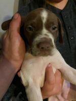 German Shorthaired Pointer Puppies for sale in Oroville, CA, USA. price: NA