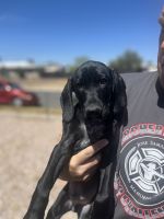 German Shorthaired Pointer Puppies for sale in Tucson, AZ, USA. price: $700