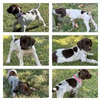 German Shorthaired Pointer Puppies for sale in Peoria, AZ 85381, USA. price: $1,100