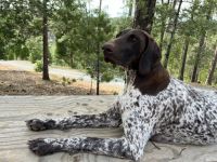 German Shorthaired Pointer Puppies for sale in Tuolumne County, CA, USA. price: $1,500