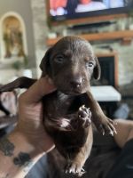 German Shorthaired Pointer Puppies for sale in Oxford, NJ 07863, USA. price: $900