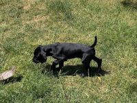 German Shorthaired Pointer Puppies for sale in Eugene, OR, USA. price: $2,000