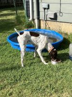 German Shorthaired Pointer Puppies for sale in Wichita, KS, USA. price: $1,200