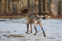 German Shorthaired Pointer Puppies for sale in Hillside, NJ 07205, USA. price: $2,300