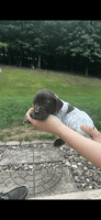German Shorthaired Pointer Puppies for sale in Keyser, WV 26726, USA. price: NA