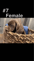 German Shorthaired Pointer Puppies for sale in Brookville, PA 15825, USA. price: $500