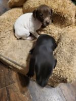 German Shorthaired Pointer Puppies for sale in Elkland, PA 16920, USA. price: $250