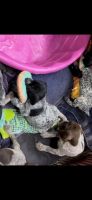 German Shorthaired Pointer Puppies for sale in Corpus Christi, TX, USA. price: $500