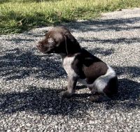 German Shorthaired Pointer Puppies for sale in Blountstown, FL 32424, USA. price: $850