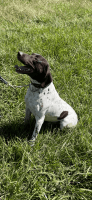 German Shorthaired Pointer Puppies for sale in Picayune, MS 39466, USA. price: $1,600