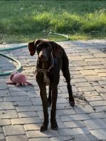 German Shorthaired Pointer Puppies for sale in Tucson, AZ, USA. price: $350