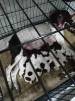 German Shorthaired Pointer Puppies for sale in Sumner, WA, USA. price: $70,000