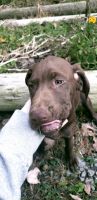 German Shorthaired Pointer Puppies for sale in Brookville, PA 15825, USA. price: $250