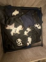 German Shorthaired Pointer Puppies for sale in Carson City, NV, USA. price: $1,500
