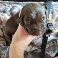 German Shorthaired Pointer Puppies for sale in Yucaipa, CA, USA. price: $975
