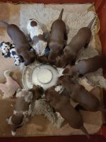 German Shorthaired Pointer Puppies for sale in Lyndonville, VT 05851, USA. price: $130,000