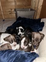 German Shorthaired Pointer Puppies for sale in Taunton, MA, USA. price: $1,000