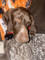 German Shorthaired Pointer Puppies for sale in Jackson, TN, USA. price: $500