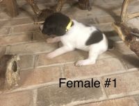 German Shorthaired Pointer Puppies for sale in Rogersville, AL 35652, USA. price: $500
