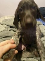 German Shorthaired Pointer Puppies for sale in Rockdale, IL 60436, USA. price: $1,000