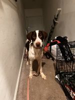 German Shorthaired Pointer Puppies for sale in Elizabeth, New Jersey. price: $125