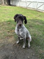 German Shorthaired Pointer Puppies for sale in Downey, California. price: $1,000
