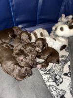 German Shorthaired Pointer Puppies for sale in St. Albans, Vermont. price: $1,200