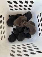 German Shorthaired Pointer Puppies for sale in Bartow, Florida. price: $200