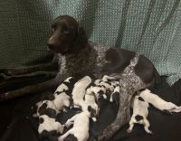 German Shorthaired Pointer Puppies for sale in Chester, Vermont. price: $1,200