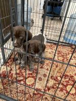 German Shorthaired Pointer Puppies for sale in Pomona, California. price: $800