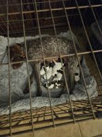 German Shorthaired Pointer Puppies for sale in Ingleside, Texas. price: $1,000