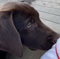 German Shorthaired Pointer Puppies for sale in Watsonville, California. price: $400