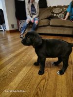 German Shorthaired Pointer Puppies for sale in Colville, Washington. price: $300