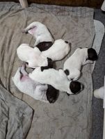 German Shorthaired Pointer Puppies for sale in Gibsonburg, Ohio. price: $800