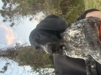 German Shorthaired Pointer Puppies for sale in Kissimmee, Florida. price: $2,000
