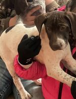 German Shorthaired Pointer Puppies for sale in Independence, Kansas. price: $200